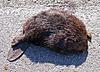 !!!I ran over a beaver and now car wont start!!!-33838501.deadbeaver.jpg