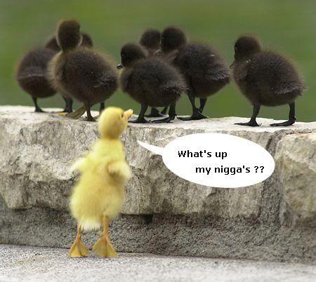 Name:  racist.jpg
Views: 17
Size:  33.0 KB