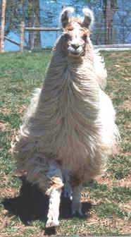Name:  llama.jpg
Views: 23
Size:  10.3 KB