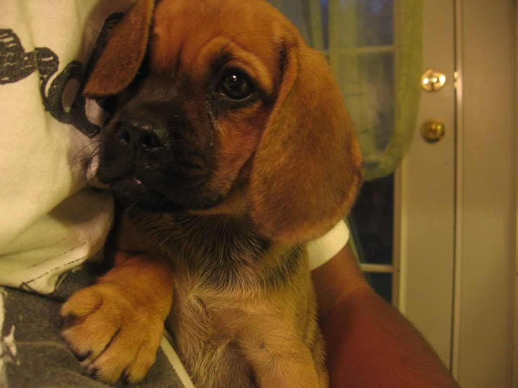 Name:  marley003.jpg
Views: 11
Size:  88.8 KB
