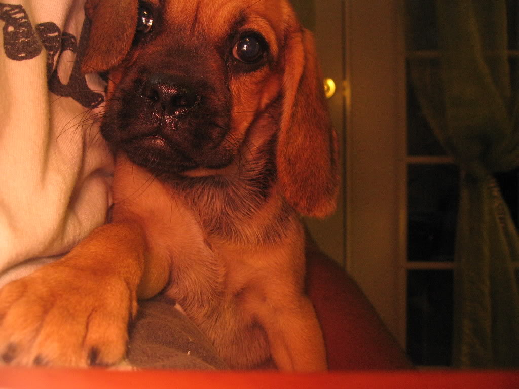 Name:  marley001.jpg
Views: 11
Size:  105.8 KB