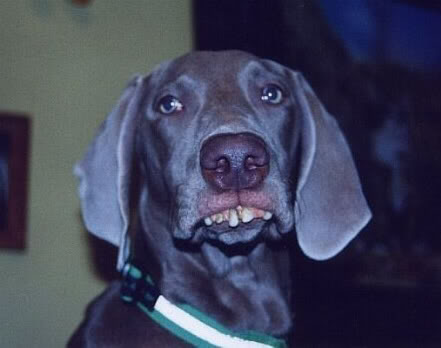 Name:  Redneck_Dog.jpg
Views: 16
Size:  20.3 KB