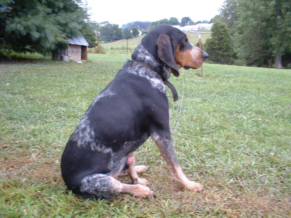 Name:  Dog.jpg
Views: 13
Size:  134.8 KB