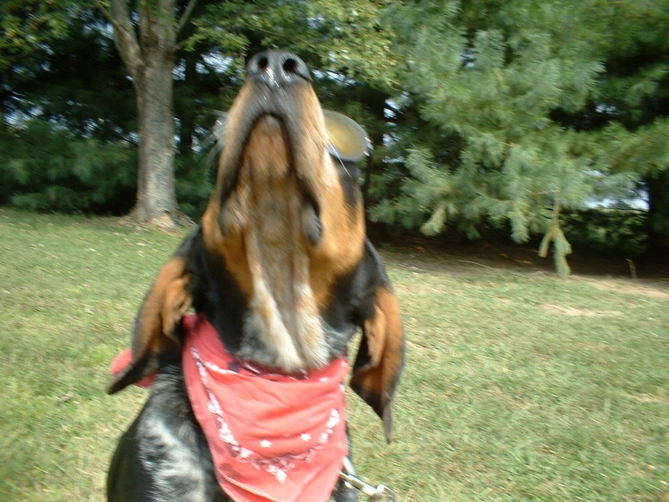Name:  SnoopDawg.jpg
Views: 20
Size:  128.9 KB