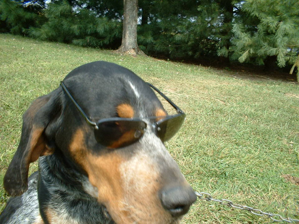 Name:  DOG.jpg
Views: 20
Size:  142.5 KB