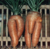 stupid pictures-carrots.gif