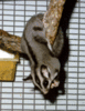 Anyone have Pets?-sugarglider.gif