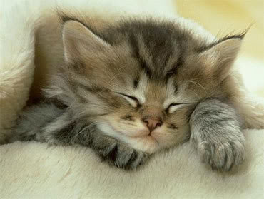 Name: kitten.jpg
Views: 12
Size: 19.7 KB