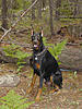 my best pics ever: sideskirts and stuff-dobdog.jpg