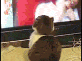 Name:  352pw5f.gif
Views: 573
Size:  934.1 KB