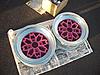 wheels u people can choose when ur getting some-sakura-cherry-blossom-.jpg