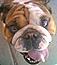 Mrs.BullDog's Avatar